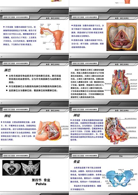 女性生殖器|女性生殖系统概述